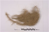 藏品(菘蘿屬 )的圖片